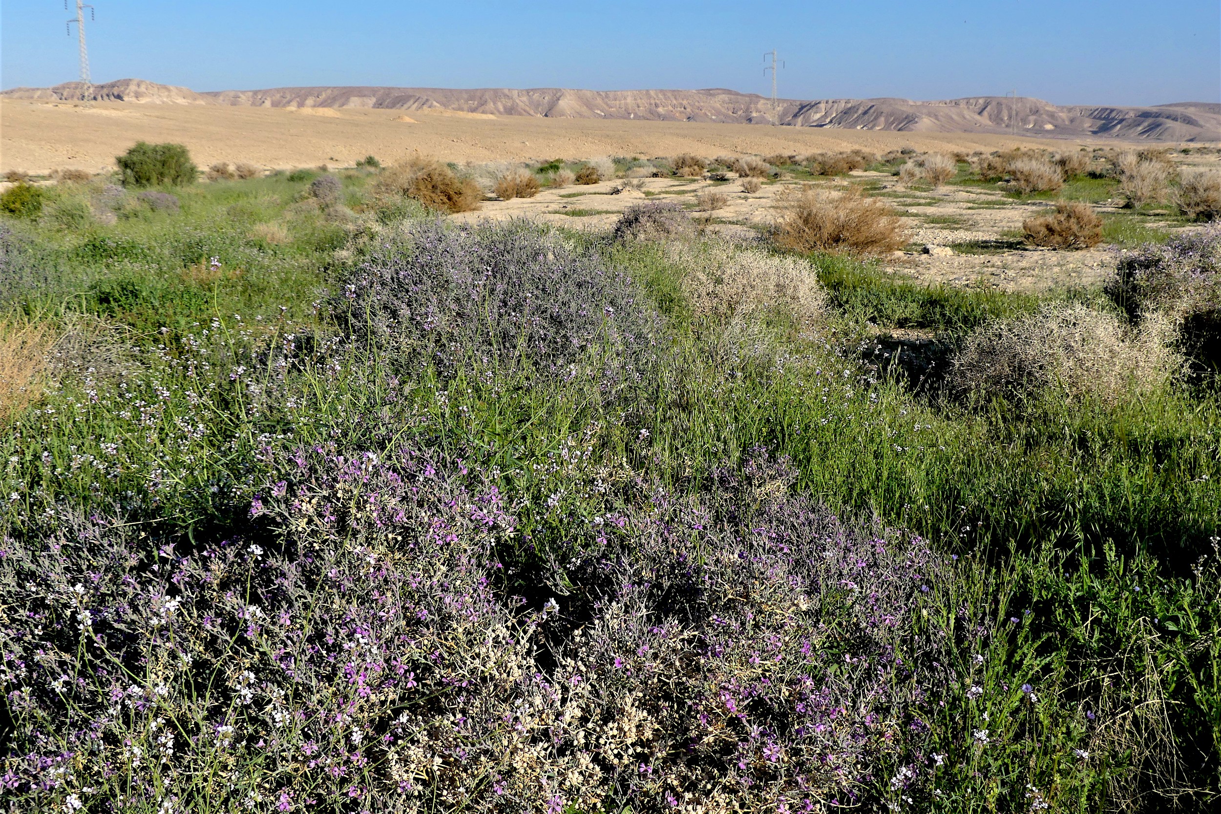 Cette année, le désert était particulièrement vert et fleuri, ce qui offre une grande disponibilité de nourriture aux oiseaux migrateurs