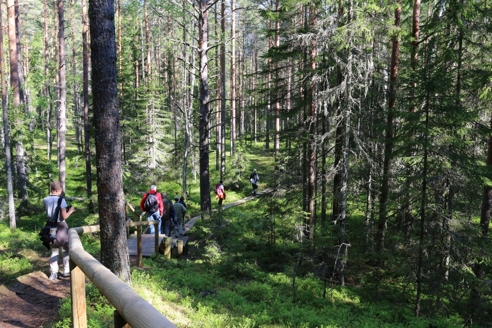 Randonnée en forêt